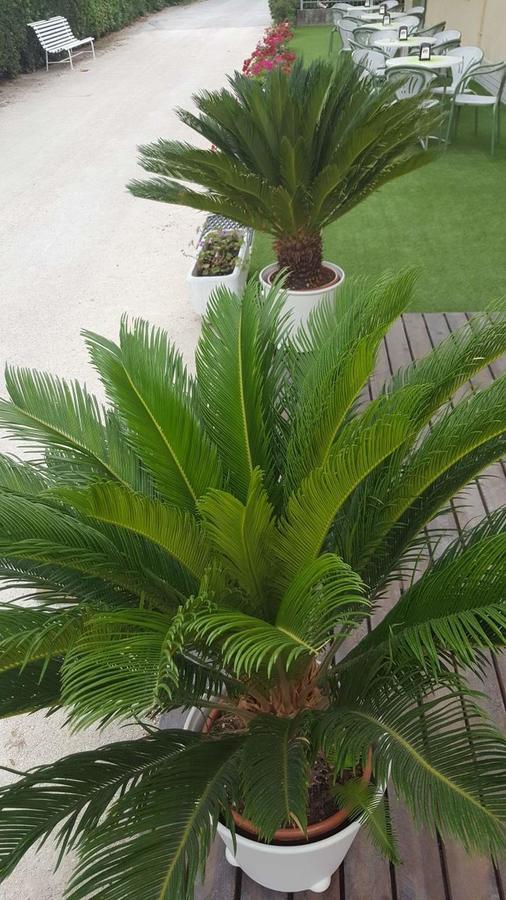Hotel Villa Cesira Bellaria-Igea Marina Zewnętrze zdjęcie